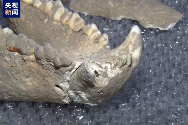 10,000-Year-Old Giant Panda Fossil Unearthed in NW China 🐼 10_000_Year_Old_Giant_Panda_Fossil_Unearthed_in_NW_China__