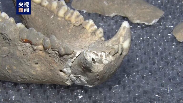 10_000_Year_Old_Giant_Panda_Fossil_Unearthed_in_NW_China__