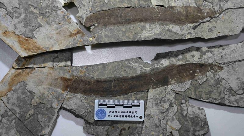 134_Million_Year_Old_Lamprey_Fossil_Discovered_in_North_China_ - News for amigos, by amigos __134_Million_Year_Old_Lamprey_Fossil_Discovered_in_North_China_