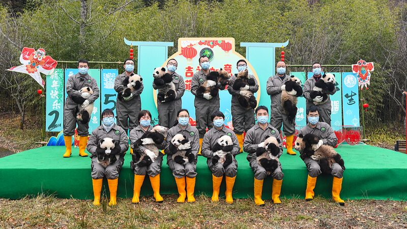 13_Adorable_Panda_Cubs_Make_Festive_Debut_for_Chinese_New_Year___