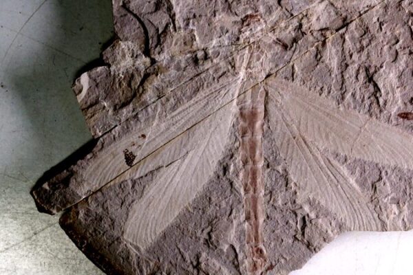 165-Million-Year-Old Dragonfly Fossil Unearthed in North China 🦋 165_Million_Year_Old_Dragonfly_Fossil_Unearthed_in_North_China__ video poster