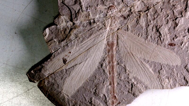 165_Million_Year_Old_Dragonfly_Fossil_Unearthed_in_North_China___poster - News for amigos, by amigos 165_Million_Year_Old_Dragonfly_Fossil_Unearthed_in_North_China__ video poster