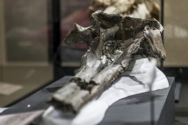 16-Million-Year-Old River Dolphin Skull Unearthed in Peru 🌊🐬 16_Million_Year_Old_River_Dolphin_Skull_Unearthed_in_Peru___