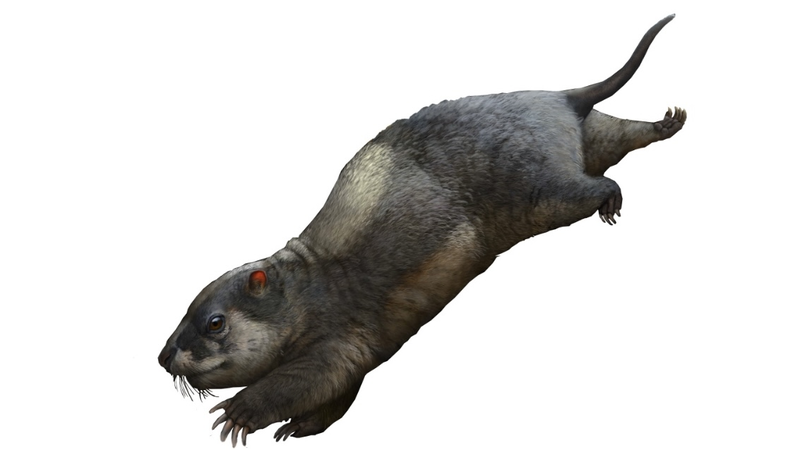 170_Million_Year_Old_Reptile_Fossil_Unearthed_in_China_s_Three_Gorges_Area - News for amigos, by amigos 170_Million_Year_Old_Reptile_Fossil_Unearthed_in_China_s_Three_Gorges_Area