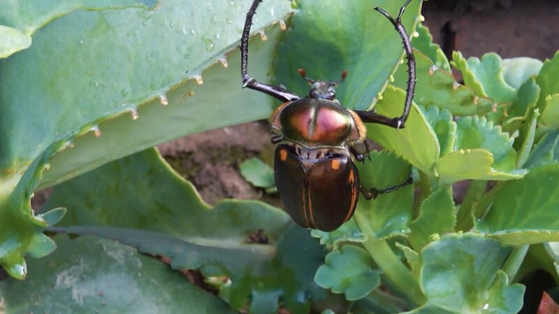17_New_Insect_Species_Discovered_in_China_s_Mt__Wuyi_National_Park____poster - News for amigos, by amigos 17_New_Insect_Species_Discovered_in_China_s_Mt__Wuyi_National_Park___ video poster