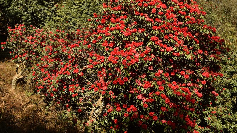 1_000_Year_Old_Azalea_Tree_Blooms_in_Yunnan__China__Dazzling_Visitors__ - News for amigos, by amigos 1_000_Year_Old_Azalea_Tree_Blooms_in_Yunnan__China__Dazzling_Visitors__