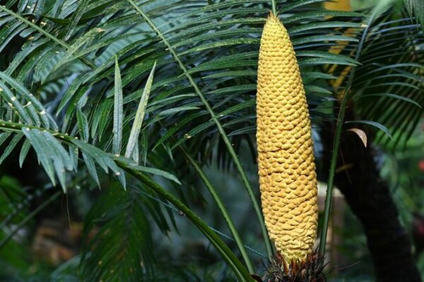 1,360-Year-Old Sago Palm Blooms in Guangxi, China 🌴✨ 1_360_Year_Old_Sago_Palm_Blooms_in_Guangxi__China___