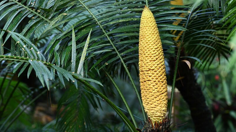 1_360_Year_Old_Sago_Palm_Blooms_in_Guangxi__China___