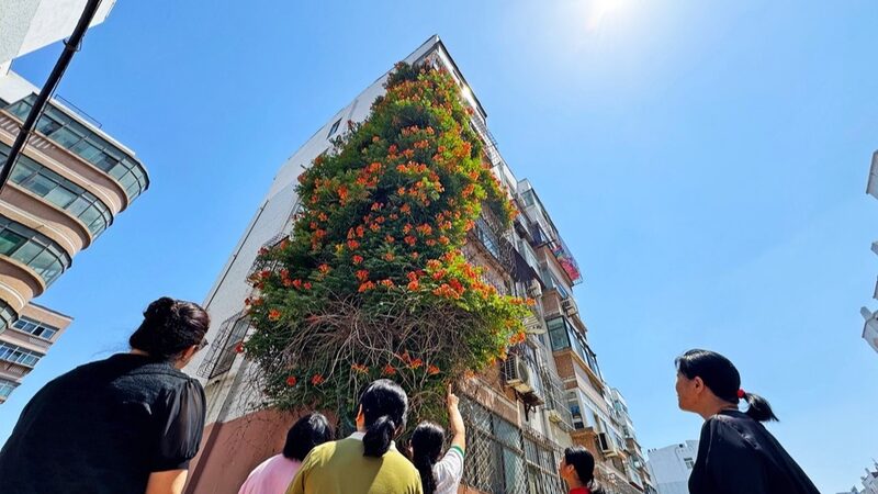 20_Year_Old_Vine_Turns_Weifang_Building_into_Floral_Masterpiece___ - News for amigos, by amigos 20_Year_Old_Vine_Turns_Weifang_Building_into_Floral_Masterpiece___
