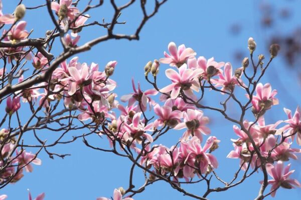 400-Year-Old Eclipta Bursts into Bloom in China’s Shaanxi Province 🌸 400_Year_Old_Eclipta_Bursts_into_Bloom_in_China_s_Shaanxi_Province__ video poster