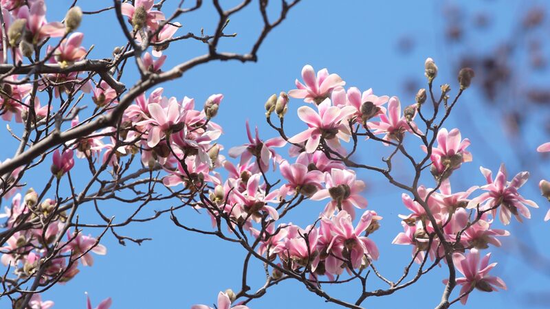 400_Year_Old_Eclipta_Bursts_into_Bloom_in_China_s_Shaanxi_Province___poster - News for amigos, by amigos 400_Year_Old_Eclipta_Bursts_into_Bloom_in_China_s_Shaanxi_Province__ video poster