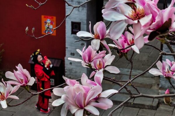 400-Year-Old Eclipta in Shaanxi Bursts into Bloom, Wowing Tourists with Vibrant Flowers 400_Year_Old_Eclipta_in_Shaanxi_Bursts_into_Bloom__Wowing_Tourists_with_Vibrant_Flowers