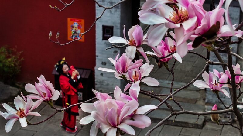400_Year_Old_Eclipta_in_Shaanxi_Bursts_into_Bloom__Wowing_Tourists_with_Vibrant_Flowers