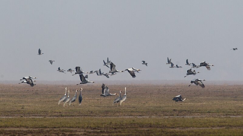 60_Rescued_Birds_Soar_Free_in_East_China_s_Jiangxi_Province____poster - News for amigos, by amigos __60_Rescued_Birds_Soar_Free_in_East_China_s_Jiangxi_Province___ video poster