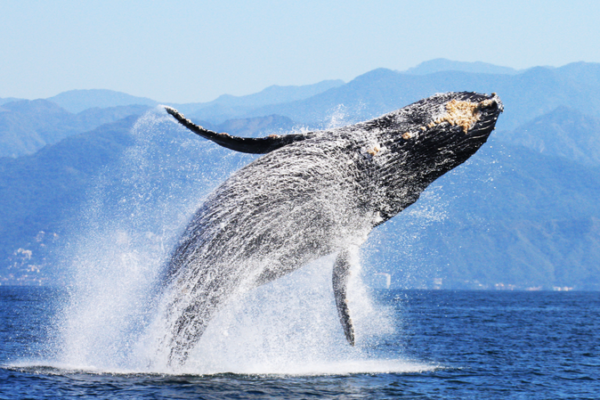 AI Helps Scientists Dive Deep into Humpback Whale Mysteries 🐋 AI_Helps_Scientists_Dive_Deep_into_Humpback_Whale_Mysteries__