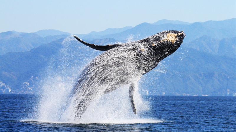AI_Helps_Scientists_Dive_Deep_into_Humpback_Whale_Mysteries__ - News for amigos, by amigos AI_Helps_Scientists_Dive_Deep_into_Humpback_Whale_Mysteries__