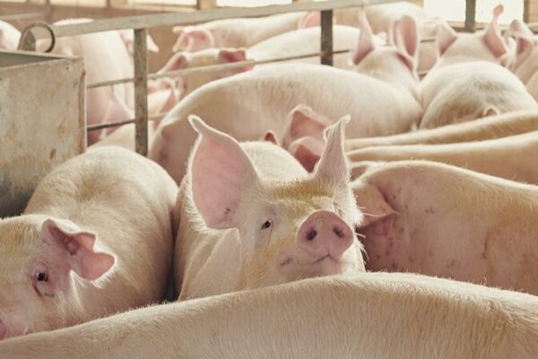 🐷 AI Learns Pig Talk: Making Pigs Happier on the Farm! __AI_Learns_Pig_Talk__Making_Pigs_Happier_on_the_Farm_