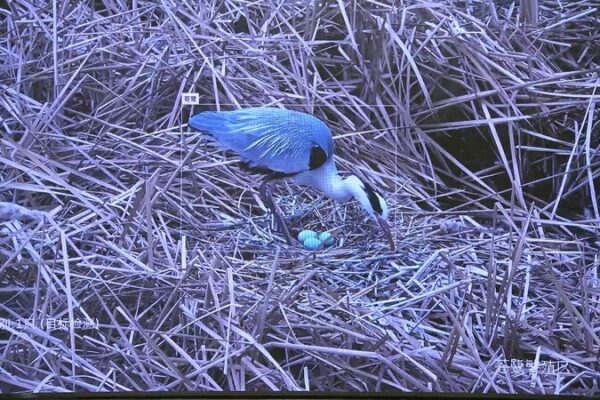 AI and Satellites Join Forces to Protect Migratory Birds in China 🐦 AI_and_Satellites_Join_Forces_to_Protect_Migratory_Birds_in_China__ video poster