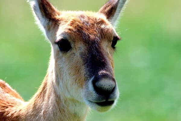 A Gazelle’s Fight for Survival: The Tale of a Broken Horn 🦌 A_Gazelle_s_Fight_for_Survival__The_Tale_of_a_Broken_Horn__ video poster
