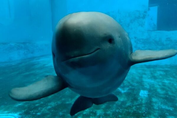 A_New_Hope__First_Captive_Bred_Yangtze_Finless_Porpoise_Born_After_26_Years__ video poster
