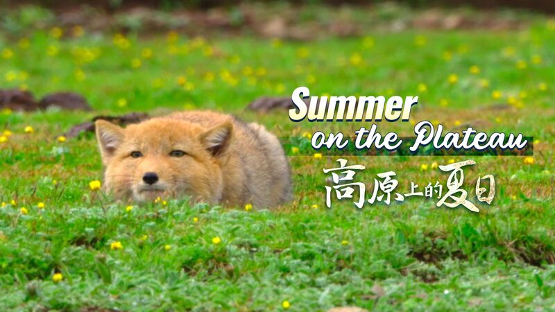 A_Playful_Standoff__Tiny_Tibetan_Fox_Meets_Giant_Marmot_on_the_Plateau_____poster - News for amigos, by amigos A_Playful_Standoff__Tiny_Tibetan_Fox_Meets_Giant_Marmot_on_the_Plateau____ video poster