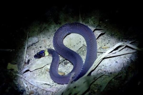 A Rare Gem: Shiny New Snake Species Discovered in Central China 🐍✨ A_Rare_Gem__Shiny_New_Snake_Species_Discovered_in_Central_China___