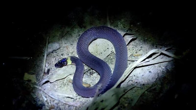 A_Rare_Gem__Shiny_New_Snake_Species_Discovered_in_Central_China___ - News for amigos, by amigos A_Rare_Gem__Shiny_New_Snake_Species_Discovered_in_Central_China___