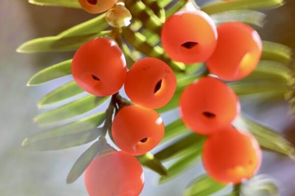 A Rare Winter Spectacle: Chinese Yews Adorn Guizhou Forests with Red Jewels A_Rare_Winter_Spectacle__Chinese_Yews_Adorn_Guizhou_Forests_with_Red_Jewels video poster