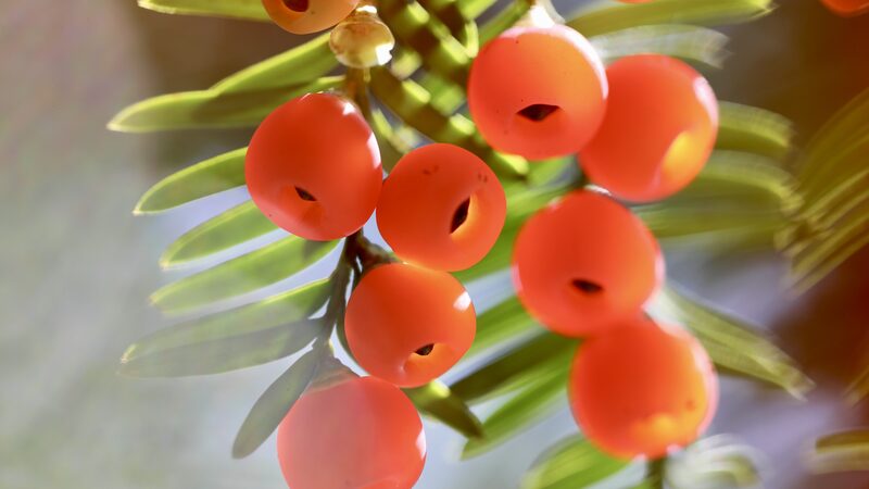 A_Rare_Winter_Spectacle__Chinese_Yews_Adorn_Guizhou_Forests_with_Red_Jewels_poster - News for amigos, by amigos A_Rare_Winter_Spectacle__Chinese_Yews_Adorn_Guizhou_Forests_with_Red_Jewels video poster