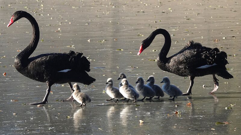 Adorable_Cygnets_Make_Icy_Debut_at_Beijing_s_Old_Summer_Palace____