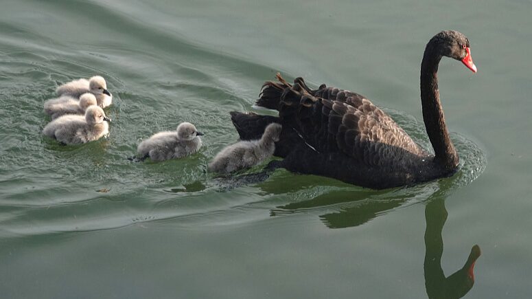 Adorable_Cygnets_Make_a_Splash_in_Beijing_s_Old_Summer_Palace___ - News for amigos, by amigos Adorable_Cygnets_Make_a_Splash_in_Beijing_s_Old_Summer_Palace___