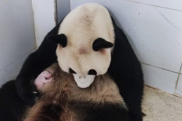 Adorable Giant Panda Cub Born at Chongqing Zoo! 🐼🎉 Adorable_Giant_Panda_Cub_Born_at_Chongqing_Zoo____