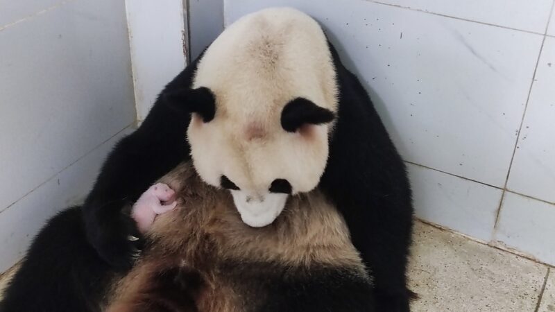 Adorable_Giant_Panda_Cub_Born_at_Chongqing_Zoo____