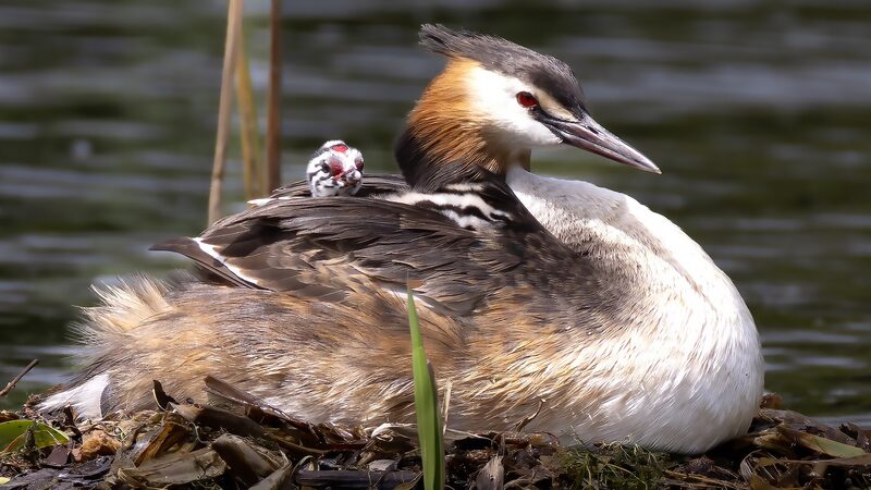 Adorable_Grebe_Chicks_Steal_Hearts_in_Shenyang_s_Summer_Wetlands___
