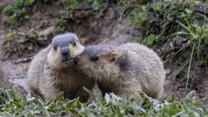 Adorable_Himalayan_Marmots_Bring_Joy_to_Ganzi_s_Moshi_Park - News for amigos, by amigos Adorable_Himalayan_Marmots_Bring_Joy_to_Ganzi_s_Moshi_Park