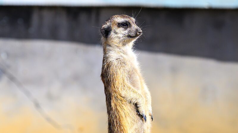 Adorable_Meerkats_Soak_Up_Winter_Sun_in_East_China_Wetland_Park - News for amigos, by amigos Adorable_Meerkats_Soak_Up_Winter_Sun_in_East_China_Wetland_Park