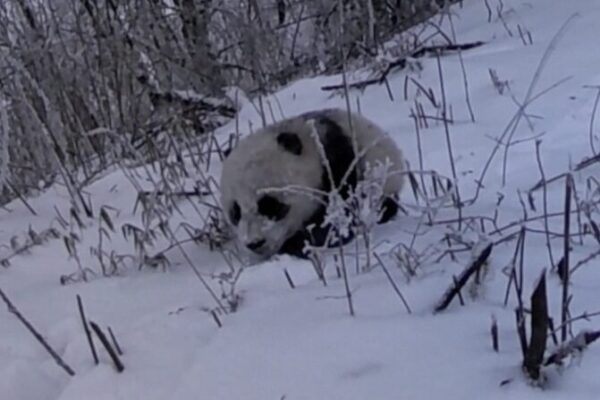 Adorable Panda Cub Caught on Camera with Mom in SW China 🌏🐼 Adorable_Panda_Cub_Caught_on_Camera_with_Mom_in_SW_China___ video poster