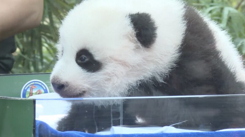 ___Adorable_Panda_Cub_Celebrates_First_100_Days_at_South_China_s_Chimelong_Safari_Park video poster