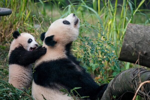 Adorable Panda Cub Mang Cancan Makes Splash at Chongqing Zoo 🌟🐼 Adorable_Panda_Cub_Mang_Cancan_Makes_Splash_at_Chongqing_Zoo___