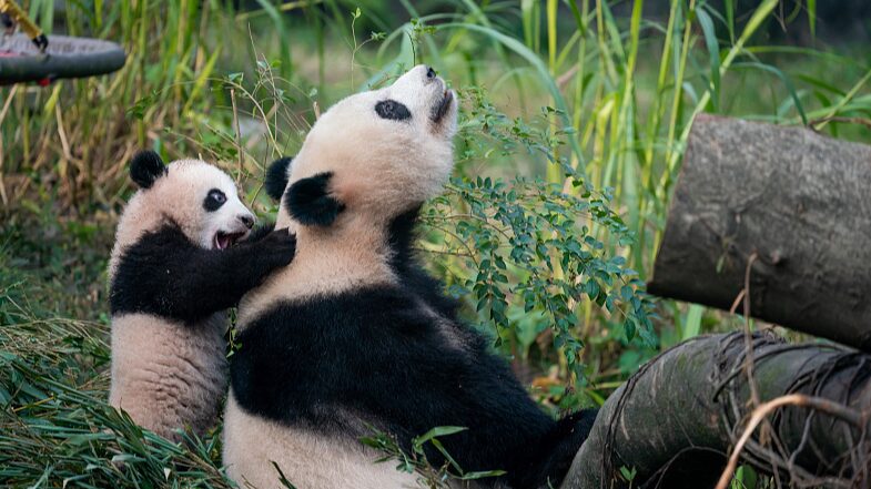 Adorable_Panda_Cub_Mang_Cancan_Makes_Splash_at_Chongqing_Zoo___