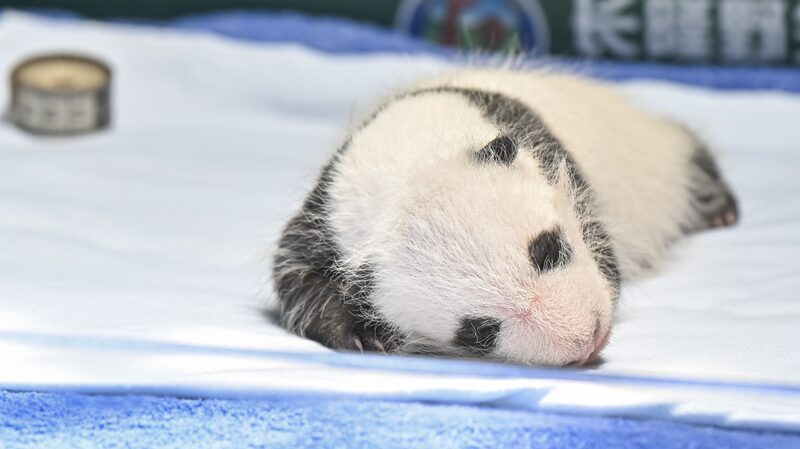 Adorable_Panda_Cub_in_Guangzhou_Celebrates_One_Month_Birthday___ - News for amigos, by amigos Adorable_Panda_Cub_in_Guangzhou_Celebrates_One_Month_Birthday___