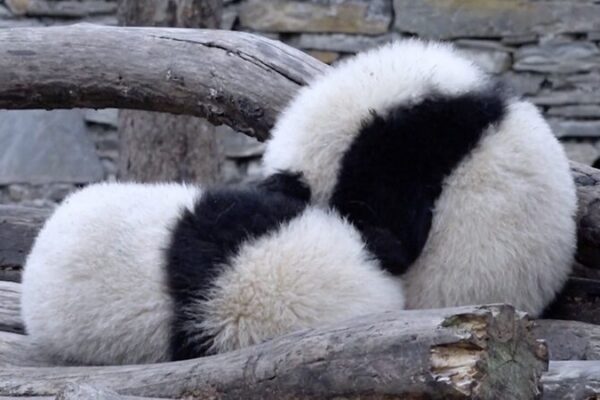 Adorable Panda Twins Melt Hearts at Southwest China Reserve Adorable_Panda_Twins_Melt_Hearts_at_Southwest_China_Reserve video poster