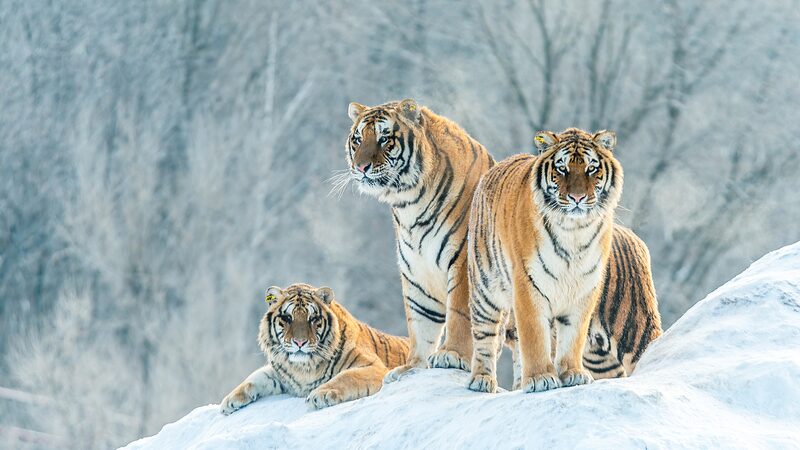 Adorable_Siberian_Tiger_Cubs_Enjoy_Spring_Break_with_Mom_in_China_s_Northeast_poster - News for amigos, by amigos Adorable_Siberian_Tiger_Cubs_Enjoy_Spring_Break_with_Mom_in_China_s_Northeast video poster