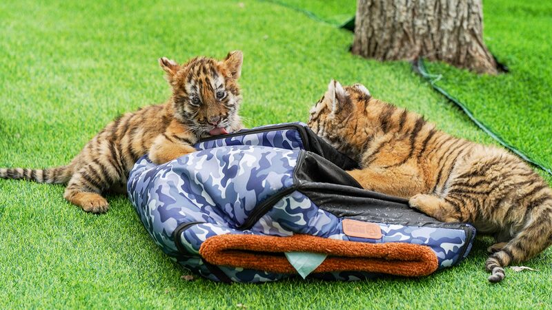 Adorable_Siberian_Tiger_Cubs_Make_Public_Debut_in_Harbin_s_Park___ - News for amigos, by amigos Adorable_Siberian_Tiger_Cubs_Make_Public_Debut_in_Harbin_s_Park___