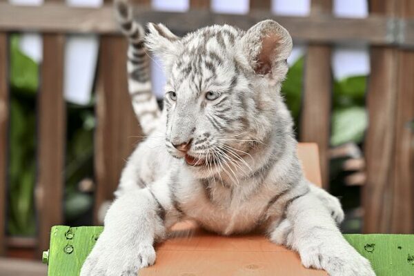 Adorable White Tiger Cubs Make Their Debut at Guangzhou Safari Park 🐯 Adorable_White_Tiger_Cubs_Make_Their_Debut_at_Guangzhou_Safari_Park__