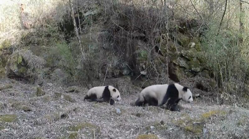 Adorable_Wild_Giant_Pandas_and_Cubs_Spotted_Roaming_in_Shaanxi_s_Qinling_Mountains_poster - News for amigos, by amigos Adorable_Wild_Giant_Pandas_and_Cubs_Spotted_Roaming_in_Shaanxi_s_Qinling_Mountains video poster