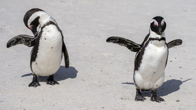 Africa_s_Wildlife_Plummets_by_76__Since_1970___ - News for amigos, by amigos Africa_s_Wildlife_Plummets_by_76__Since_1970___