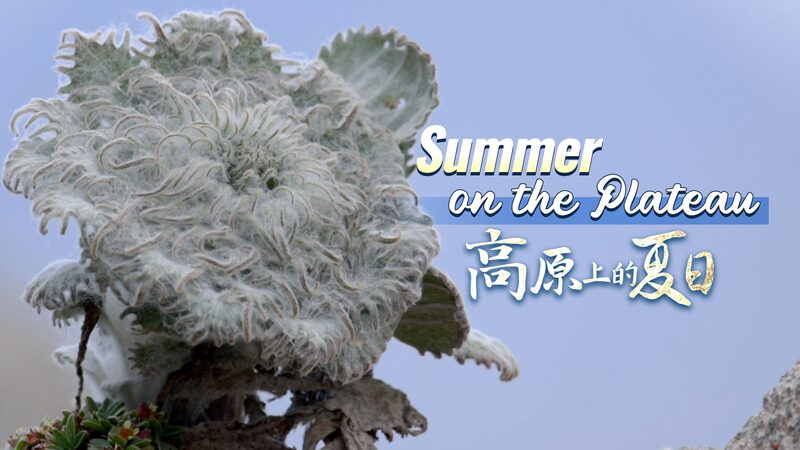 After_8_Years__the__Snow_Lotus__Blooms__A_Floral_Wonder_on_the_Qinghai_Xizang_Plateau_poster - News for amigos, by amigos After_8_Years__the__Snow_Lotus__Blooms__A_Floral_Wonder_on_the_Qinghai_Xizang_Plateau video poster