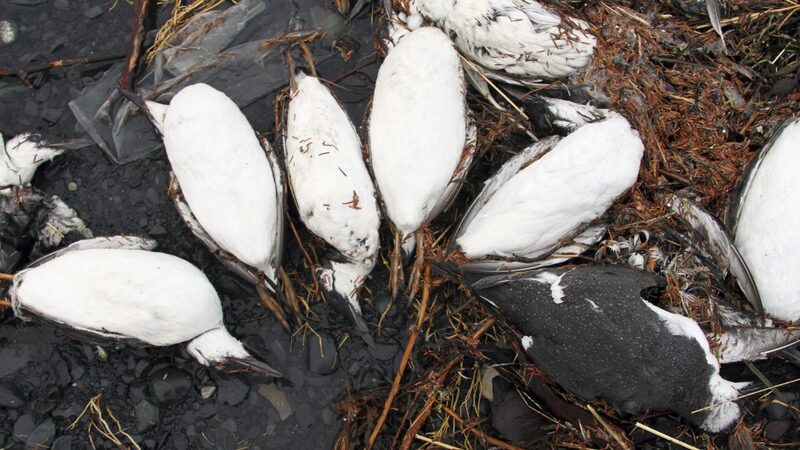 Alaska_s_Seabirds_Face_Mass_Extinction_After_Record_Heat_Wave___