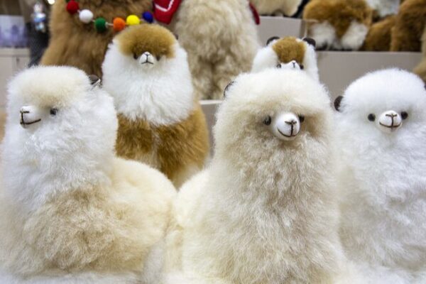 Alpacas: South America’s Furry Treasure Trove Boosts Exports to China Alpacas__South_America_s_Furry_Treasure_Trove_Boosts_Exports_to_China